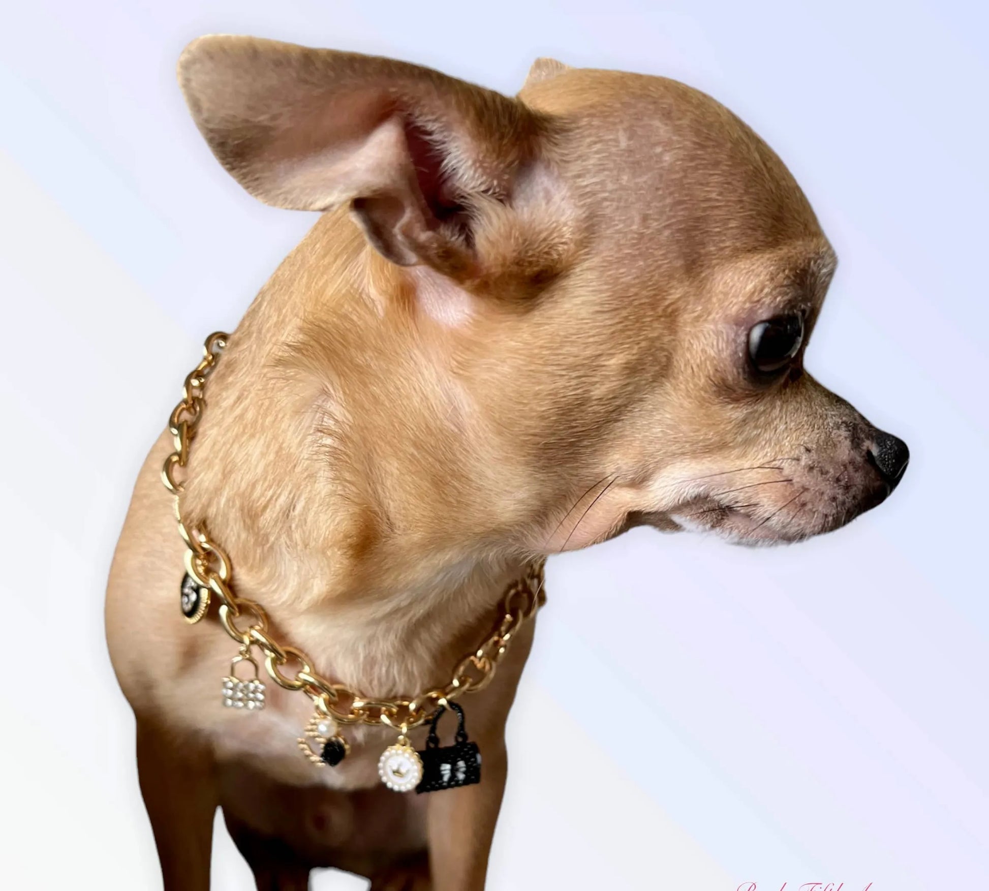 My Dainty Charm Necklace - Your Pet Connection