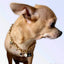 My Dainty Charm Necklace - Your Pet Connection