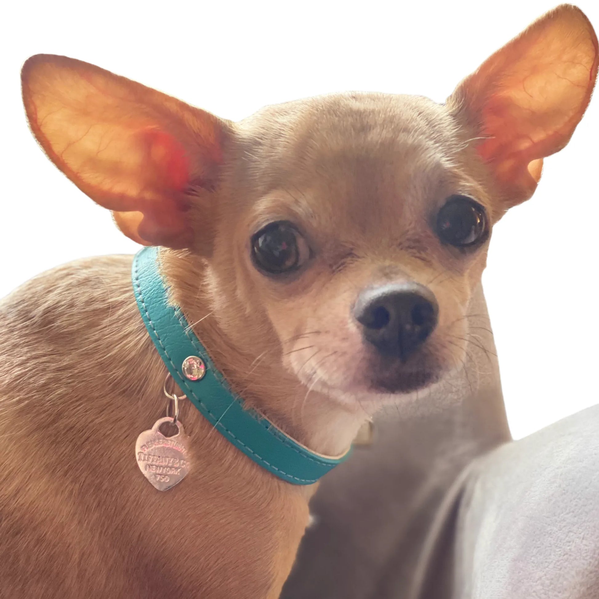 Return to Sniffany Charm Necklace - Your Pet Connection