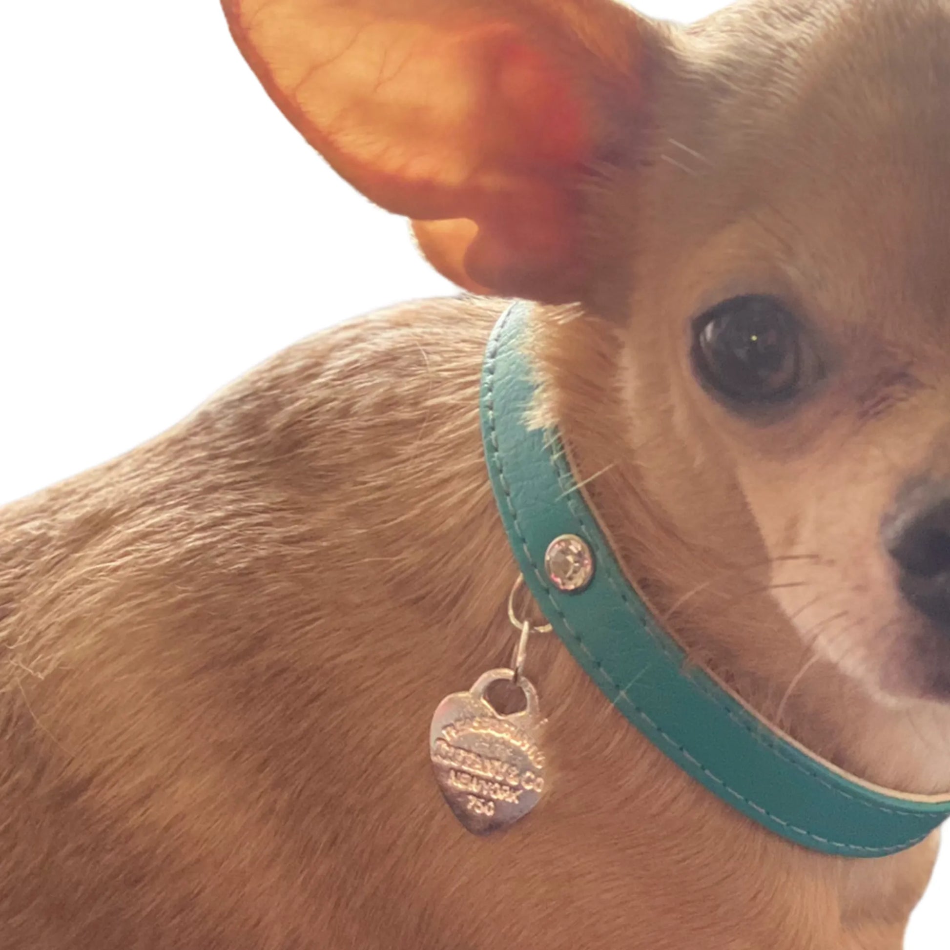 Return to Sniffany Charm Necklace - Your Pet Connection