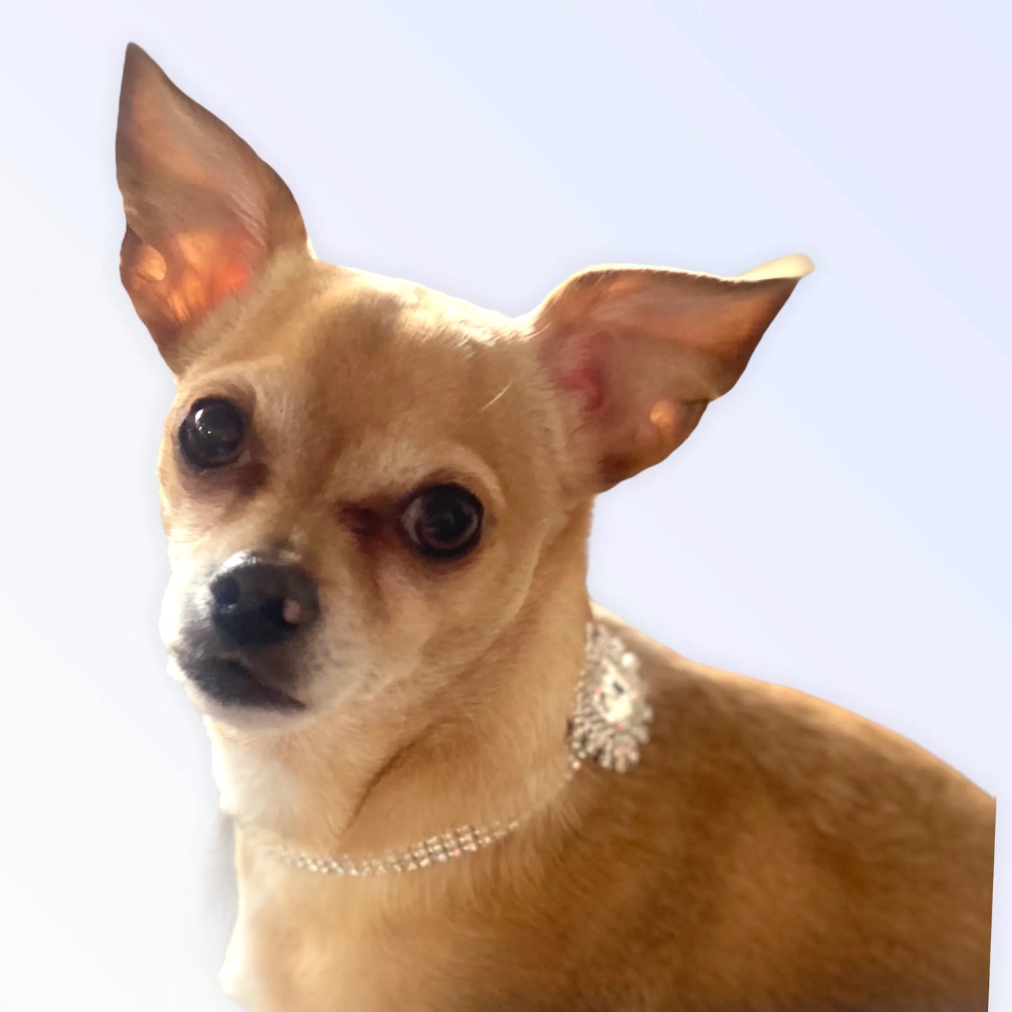 Bark Fifth Avenue Elegant Rhinestone Dog Necklace