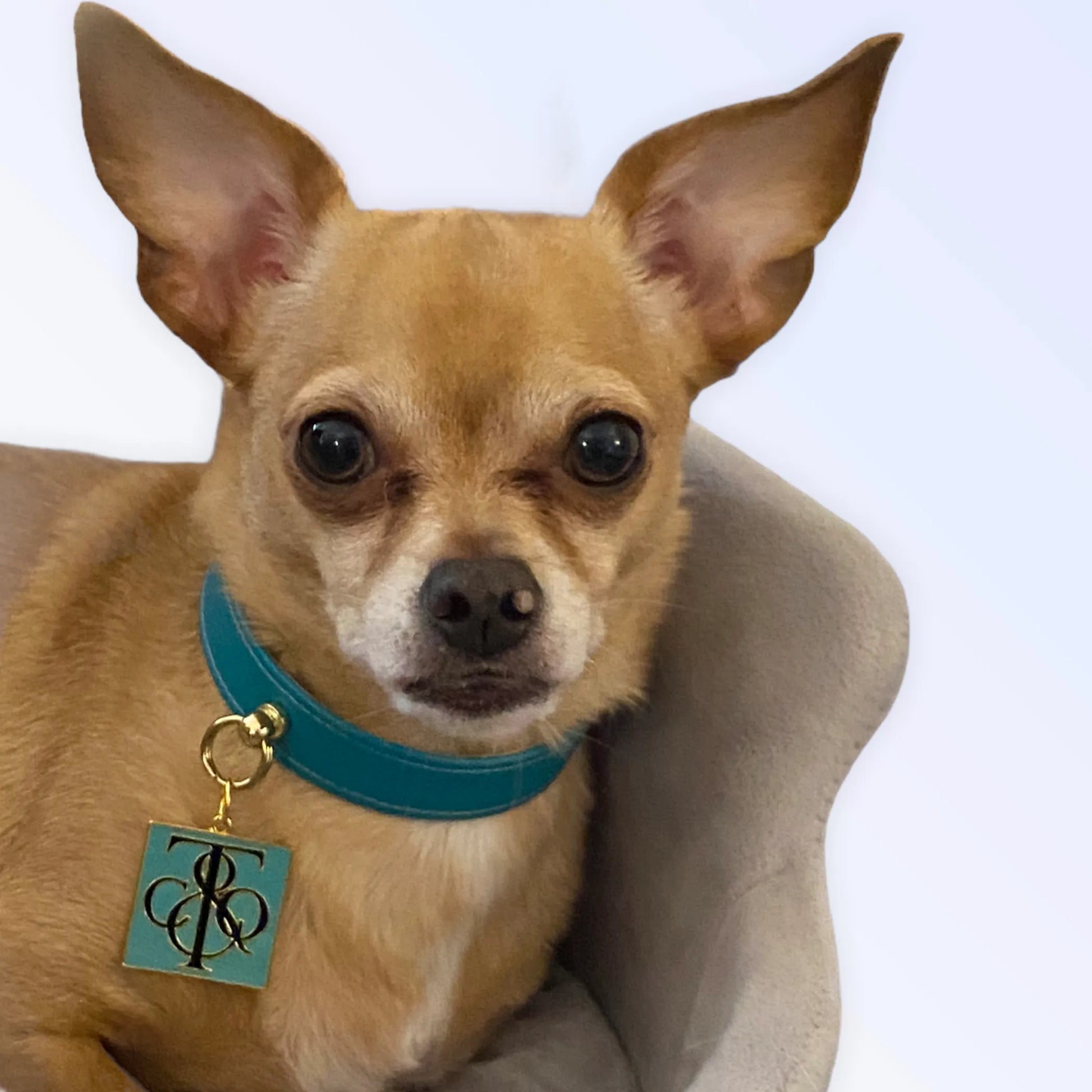 Sniff & Co. NYC Logo Collar - Your Pet Connection