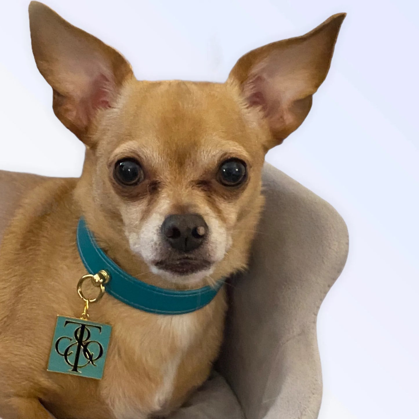 Bark Fifth Avenue Vegan Leather Crystal Dog Collars