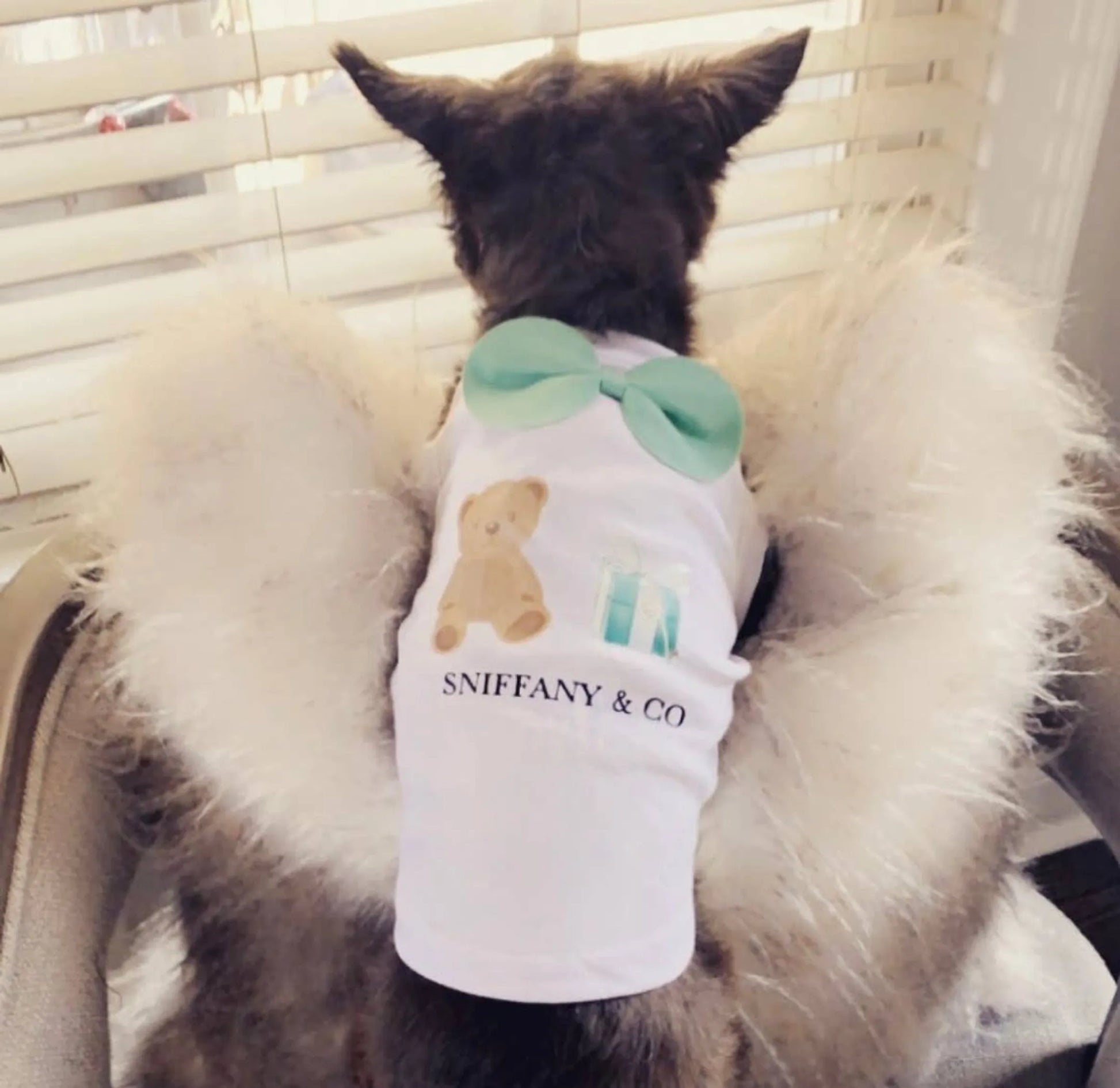 Sniffany Bear - Your Pet Connection