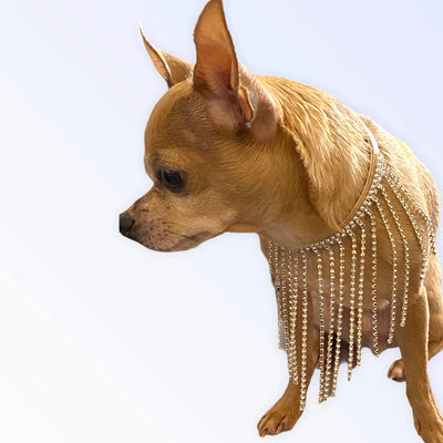 The Starlet - Your Pet Connection