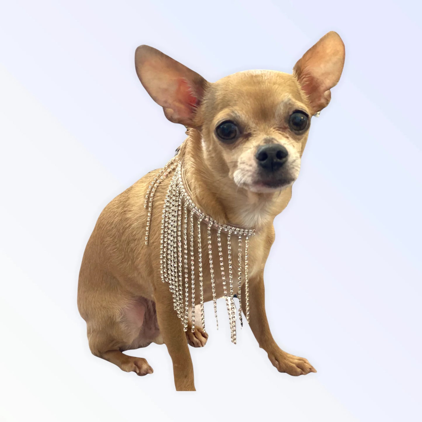 Bark Fifth Avenue Shimmering Vegan Collar in Standard Size