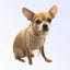 The Starlet - Your Pet Connection