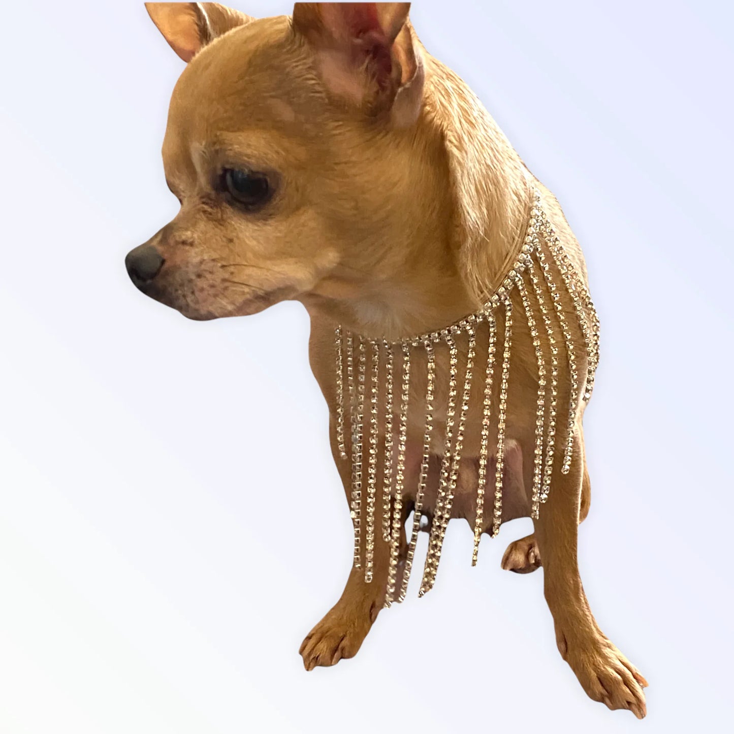 The Starlet - Your Pet Connection