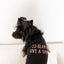 Too Glam to Give a Damn - Your Pet Connection