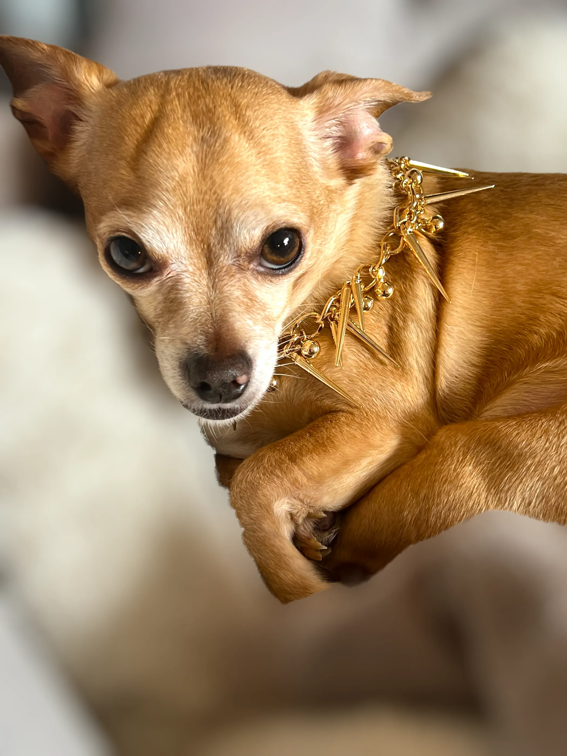 Fabulously Fierce Dog Necklace - Your Pet Connection