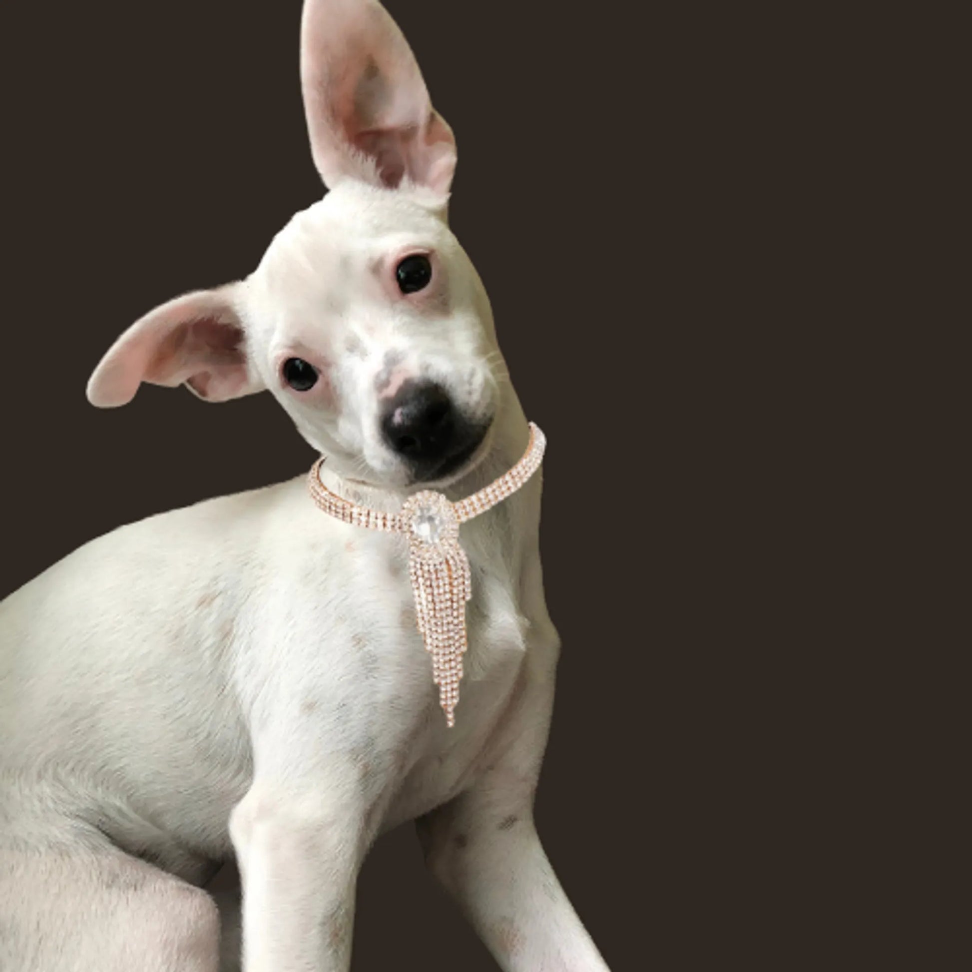 Gold Fringe Rhinestone Necklace - Your Pet Connection