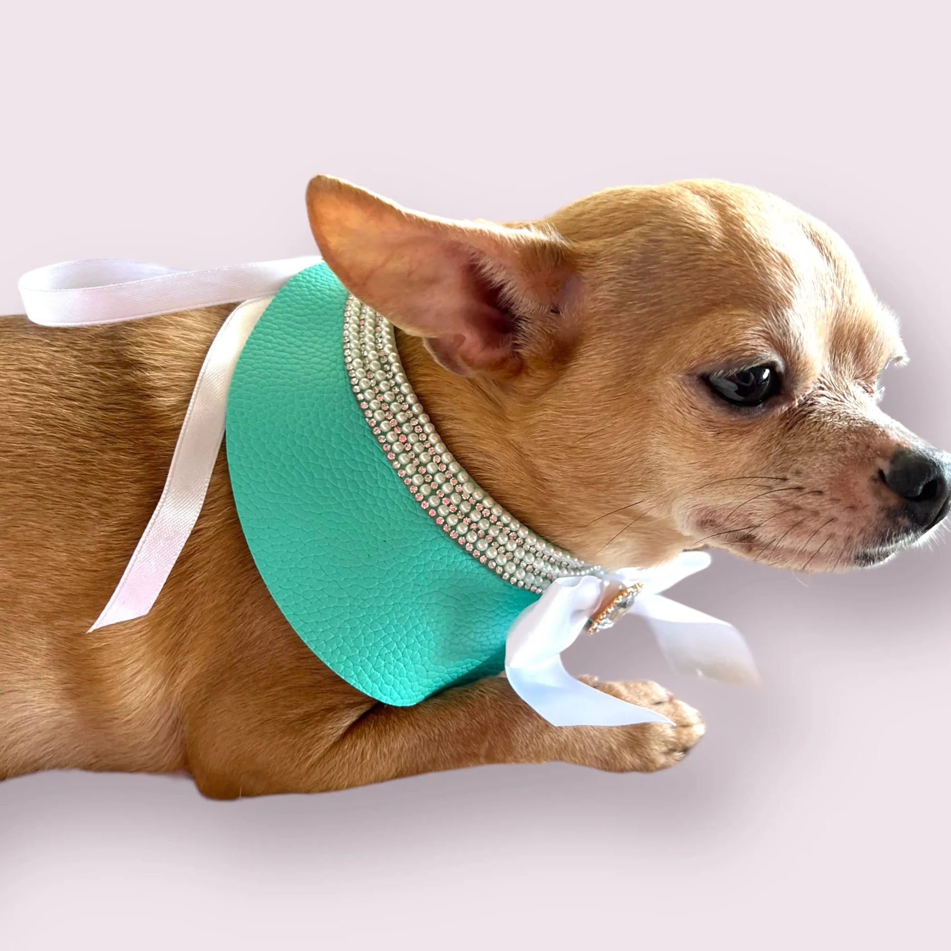 Sniffany Blue Neck Collar- Dog Neck Collar - Your Pet Connection