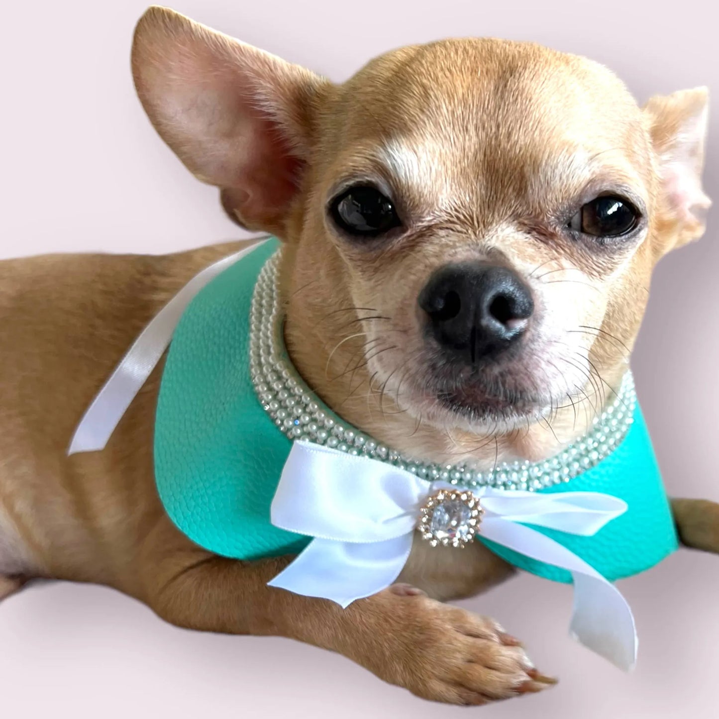 Sniffany Blue Neck Collar- Dog Neck Collar - Your Pet Connection