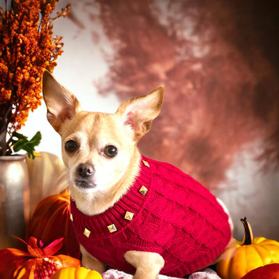 Studded Knit Turtleneck- Dog Sweater - Your Pet Connection