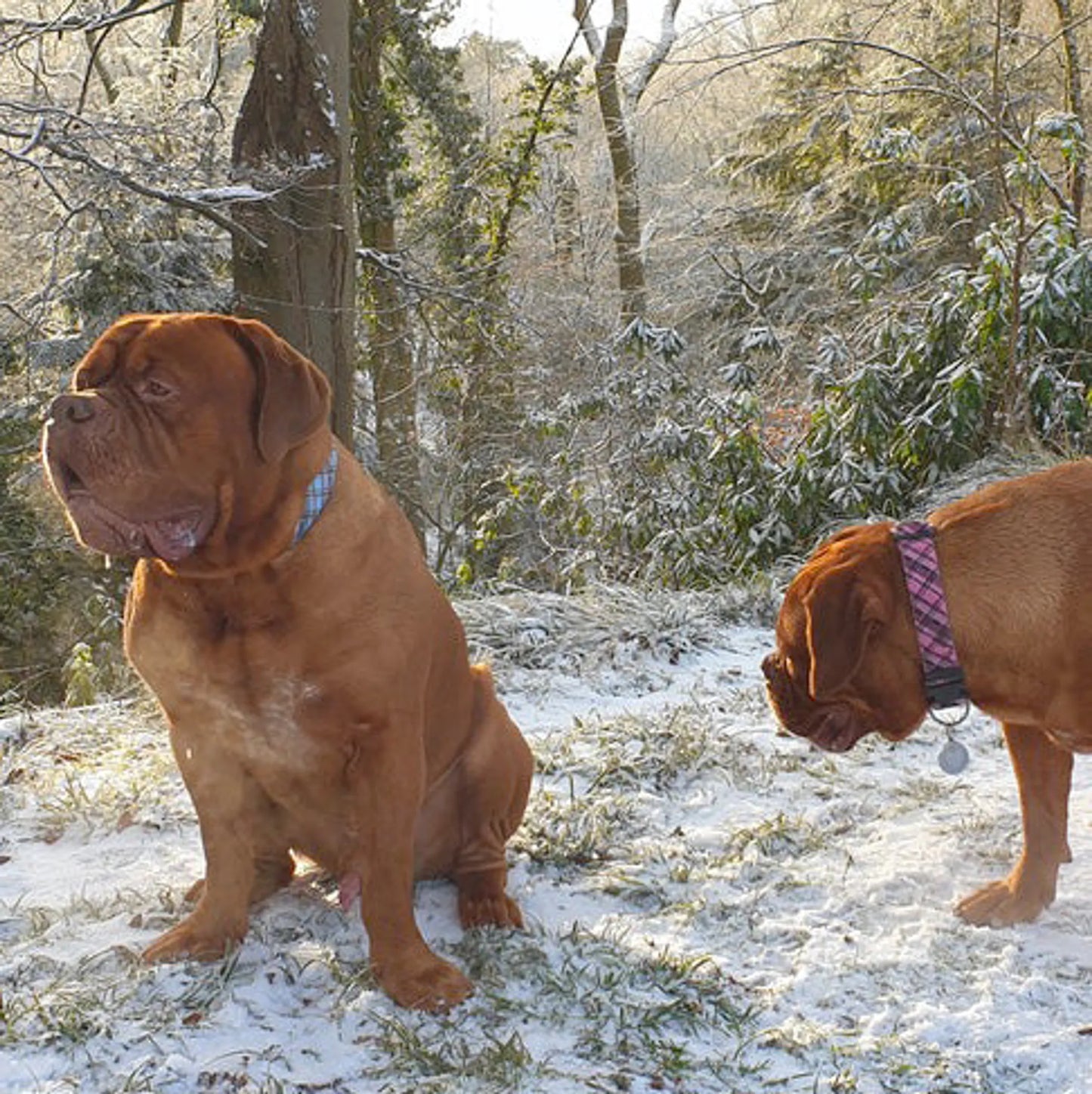 Plaid Dog Leads - Your Pet Connection