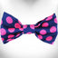Polka Dot Dog Bow Tie - Your Pet Connection