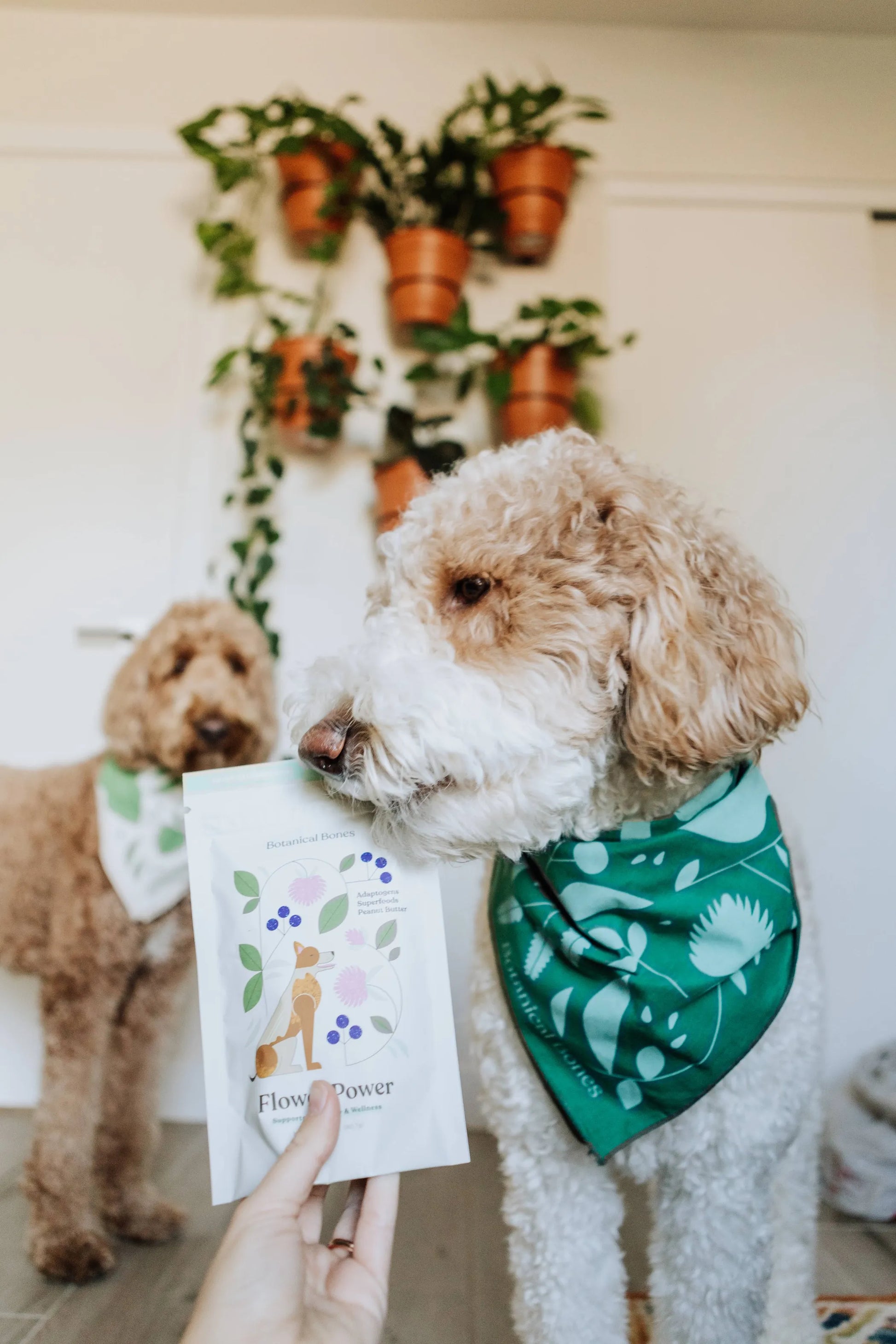 Flower Power - Superfood Dog Treats - Your Pet Connection