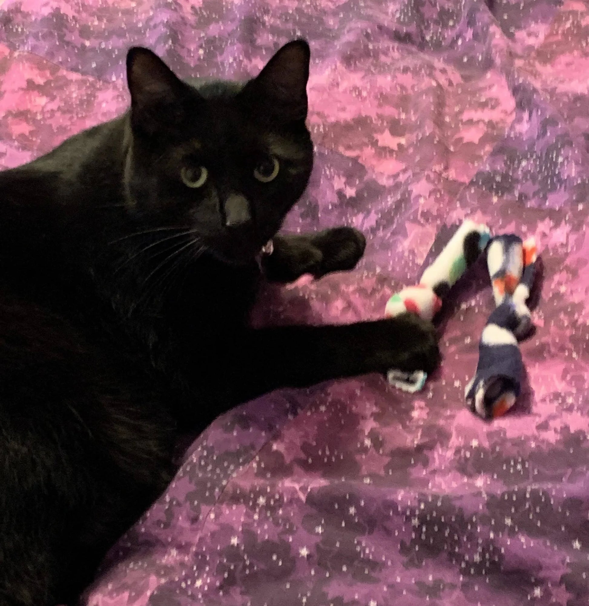 Catnip BowTies - Your Pet Connection