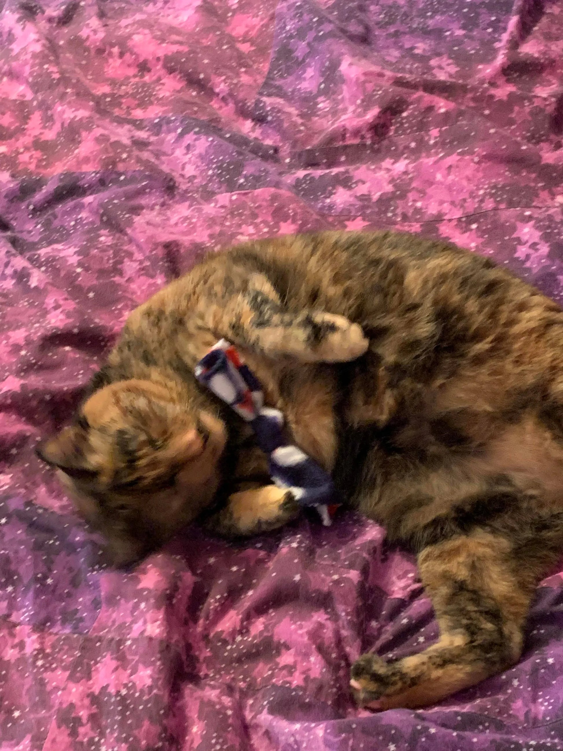Catnip BowTies - Your Pet Connection