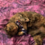 Catnip BowTies - Your Pet Connection
