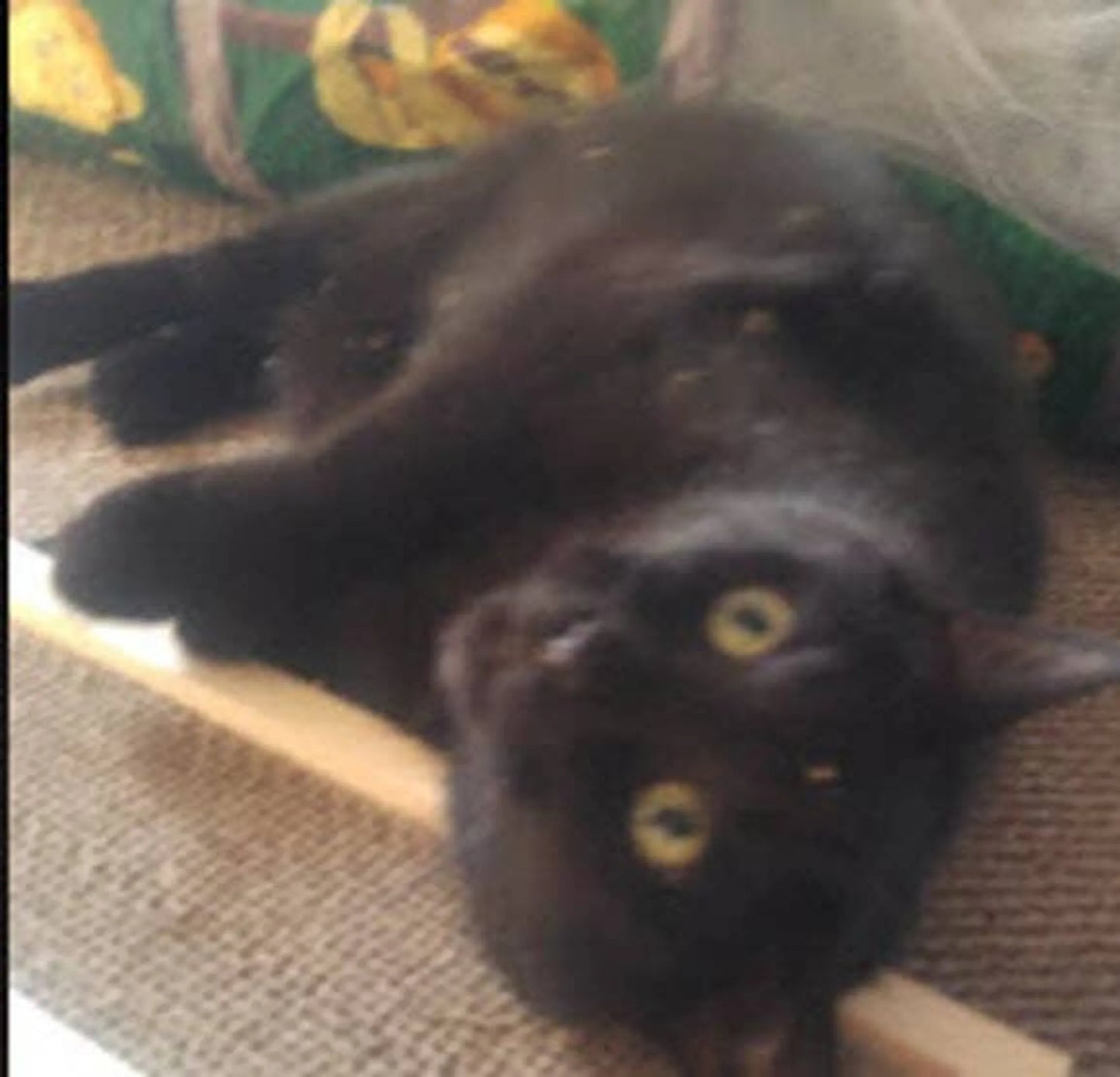 Wooden Cat Scratcher - Your Pet Connection