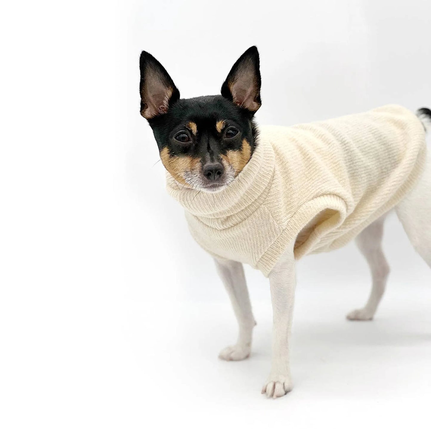 DoggieCoutureNY Cozy Cafe Latte Dog Sweater XX-Small