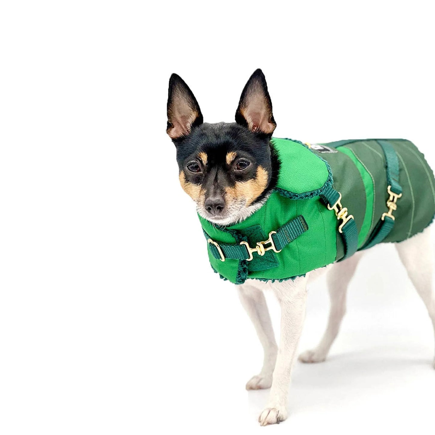 "Green with Envy" - DCNY Equestrian Collection - Your Pet Connection