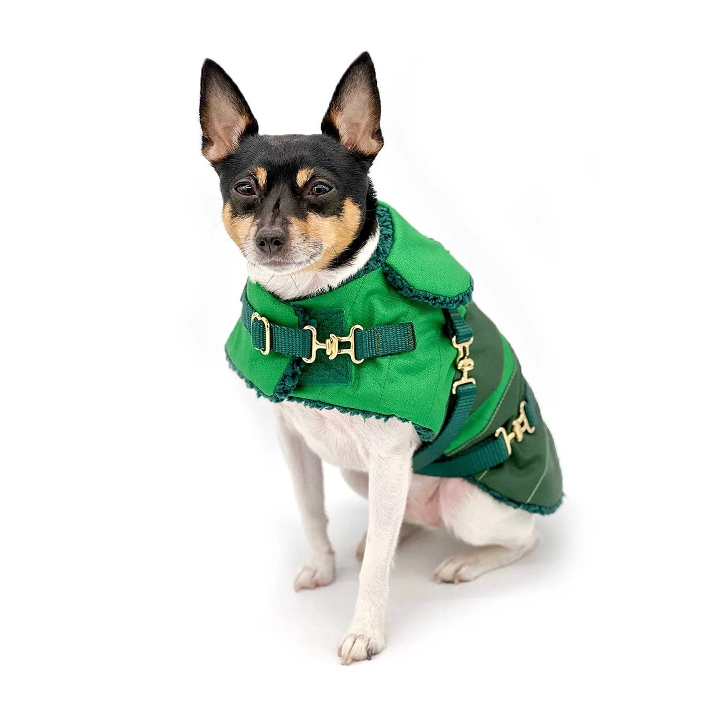 "Green with Envy" - DCNY Equestrian Collection - Your Pet Connection