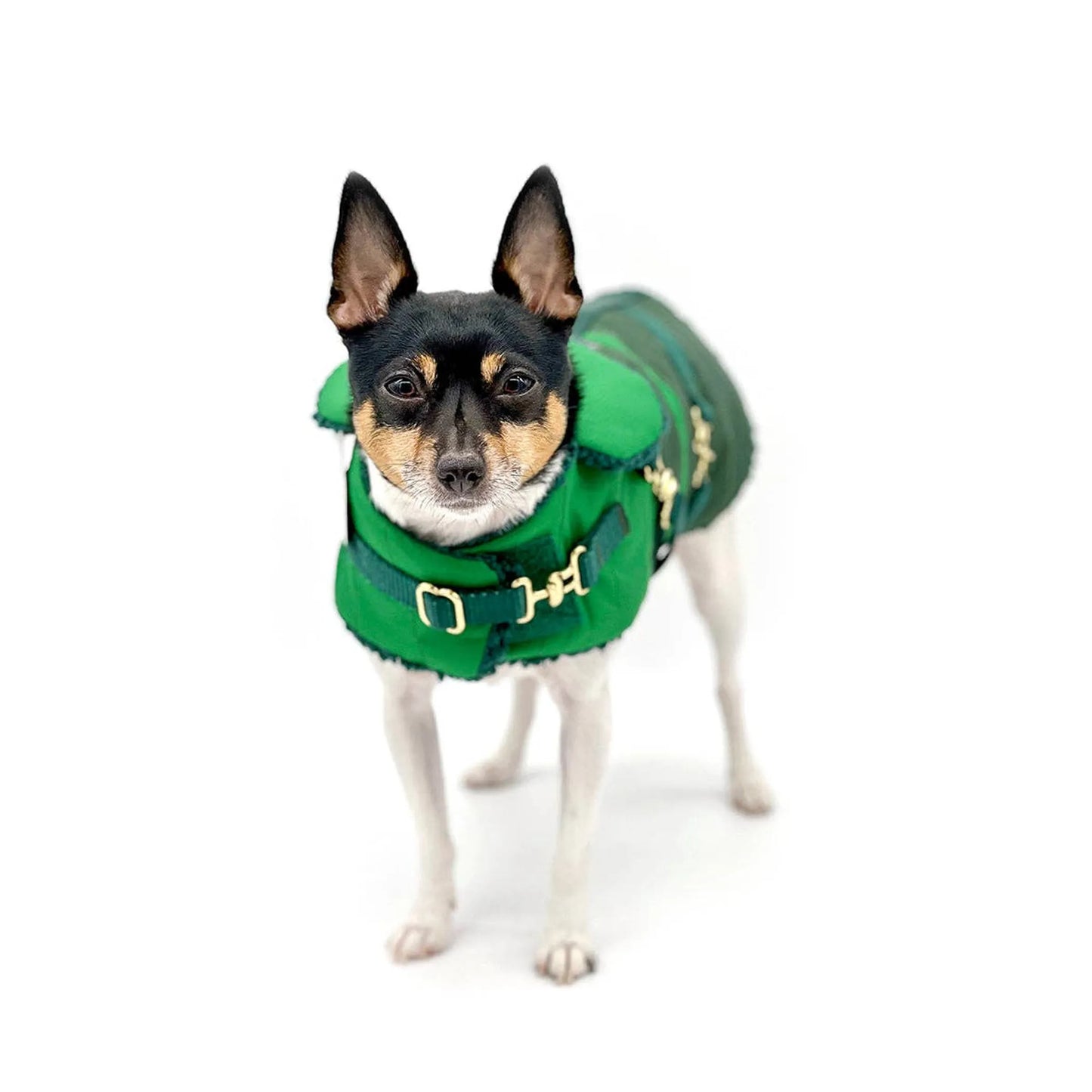 "Green with Envy" - DCNY Equestrian Collection - Your Pet Connection