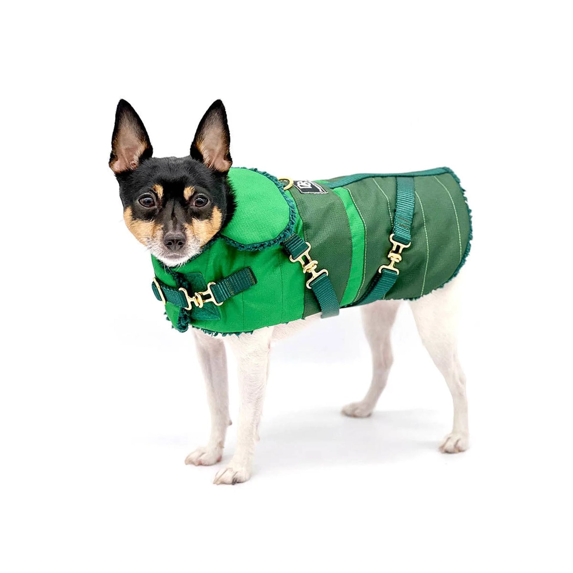 "Green with Envy" - DCNY Equestrian Collection - Your Pet Connection