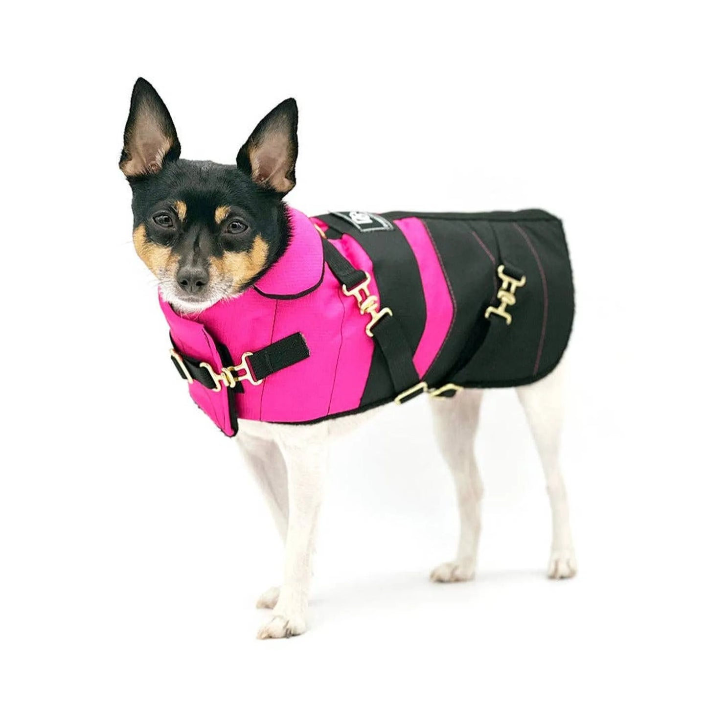 DoggieCoutureNY Equestrian Winter Dog Coat