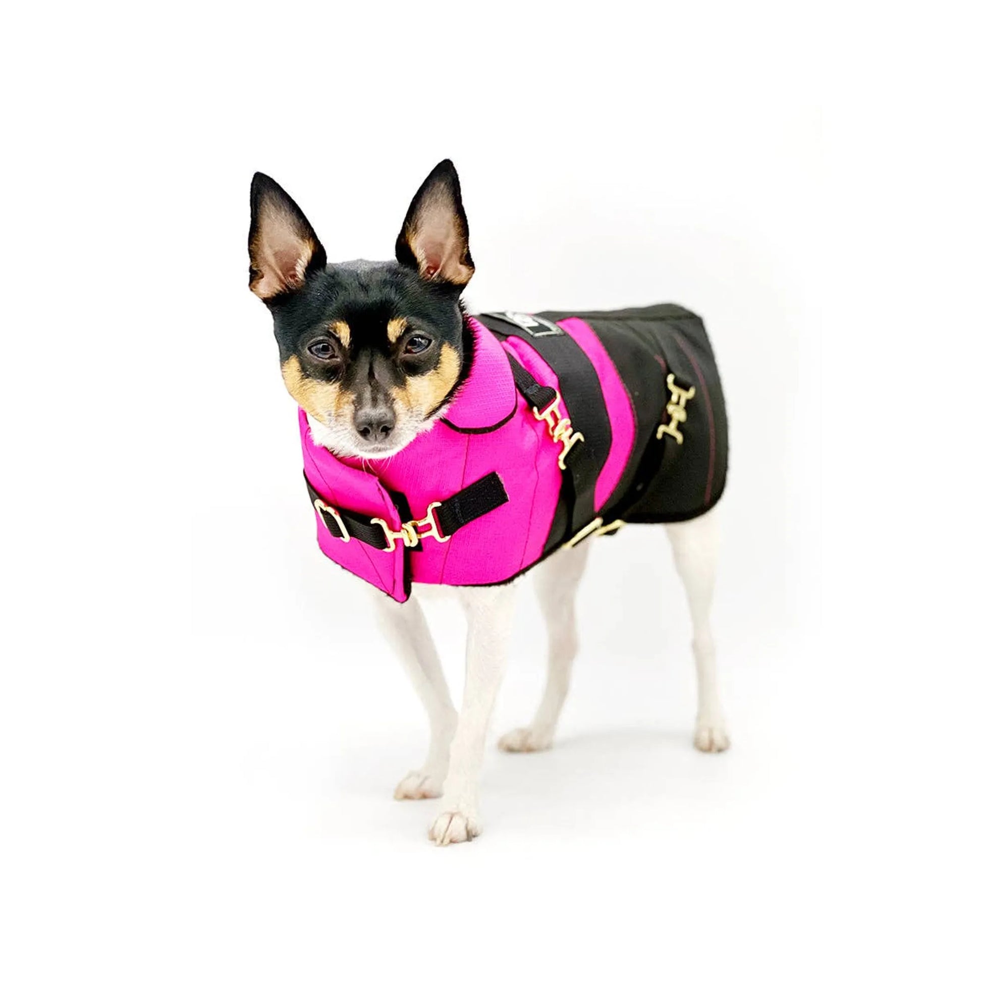 "Fun with Fuschia" - DCNY Equestrian Collection - Your Pet Connection