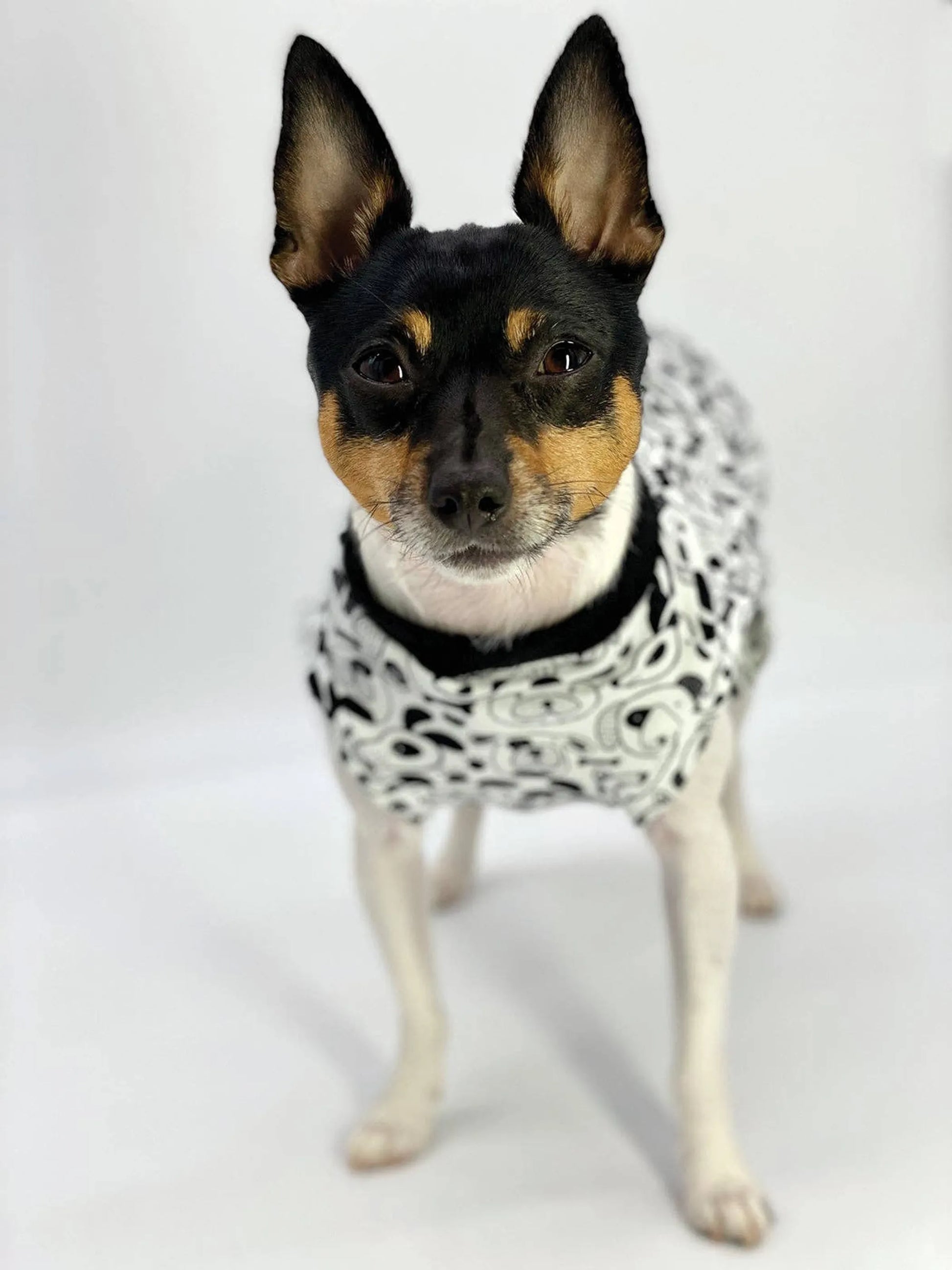 DCNY Iconic "Pup Art" Designer Dog Tank - Your Pet Connection