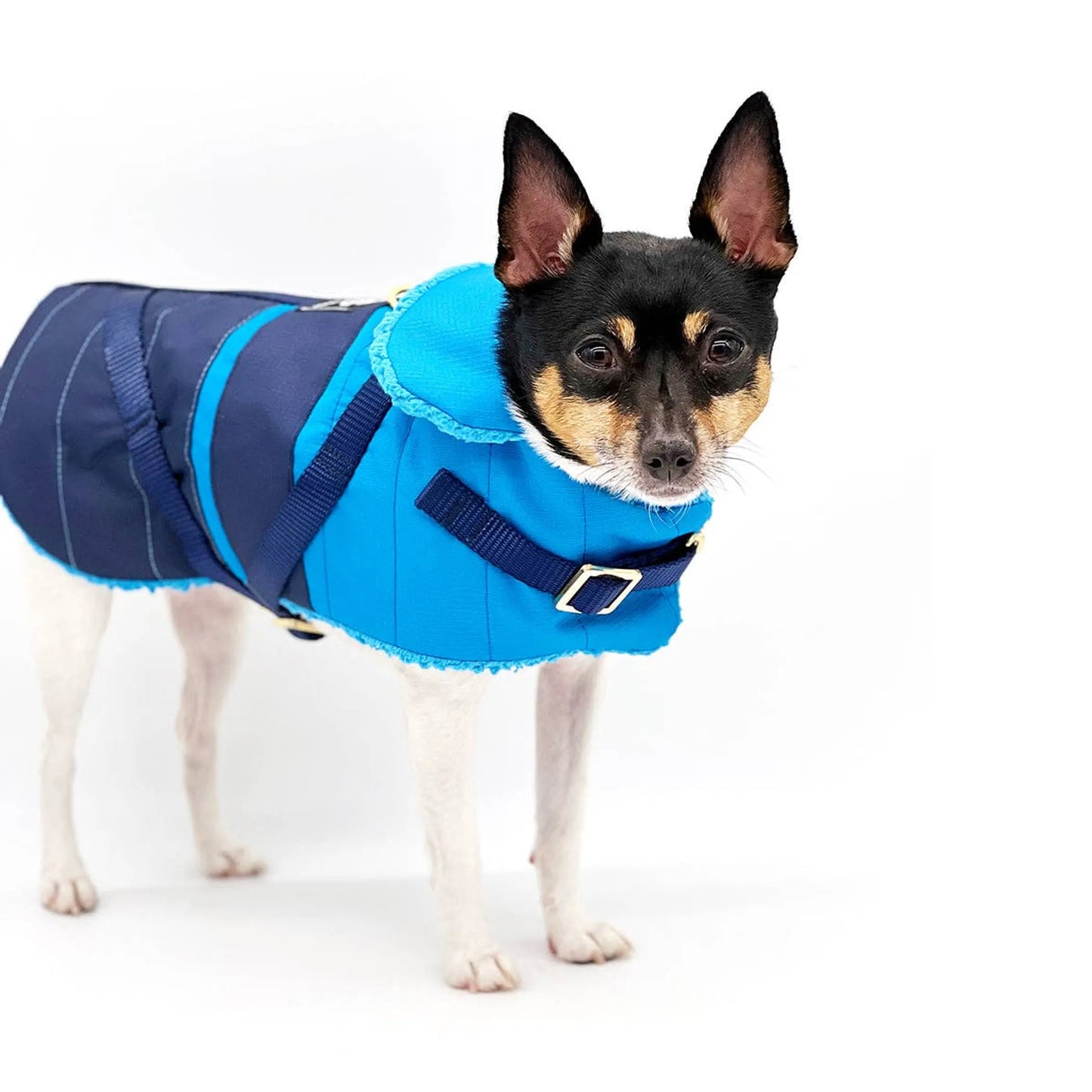 DoggieCoutureNY Equestrian Coat for Dogs XS to M