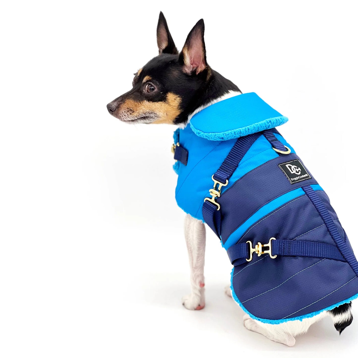 DoggieCoutureNY Equestrian Coat for Dogs XS to M
