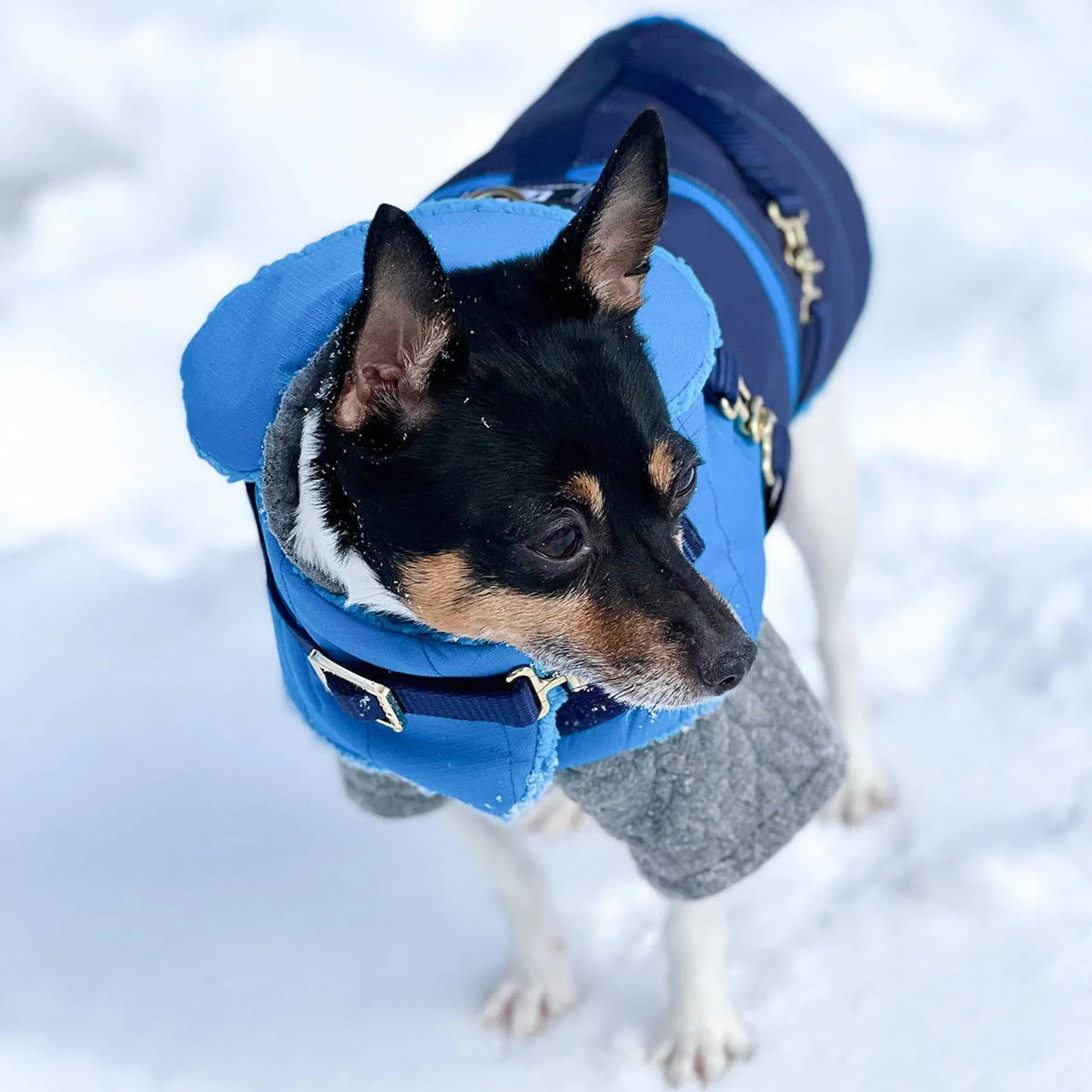 "Clear Blue Sky" - DCNY Equestrian Collection - Your Pet Connection