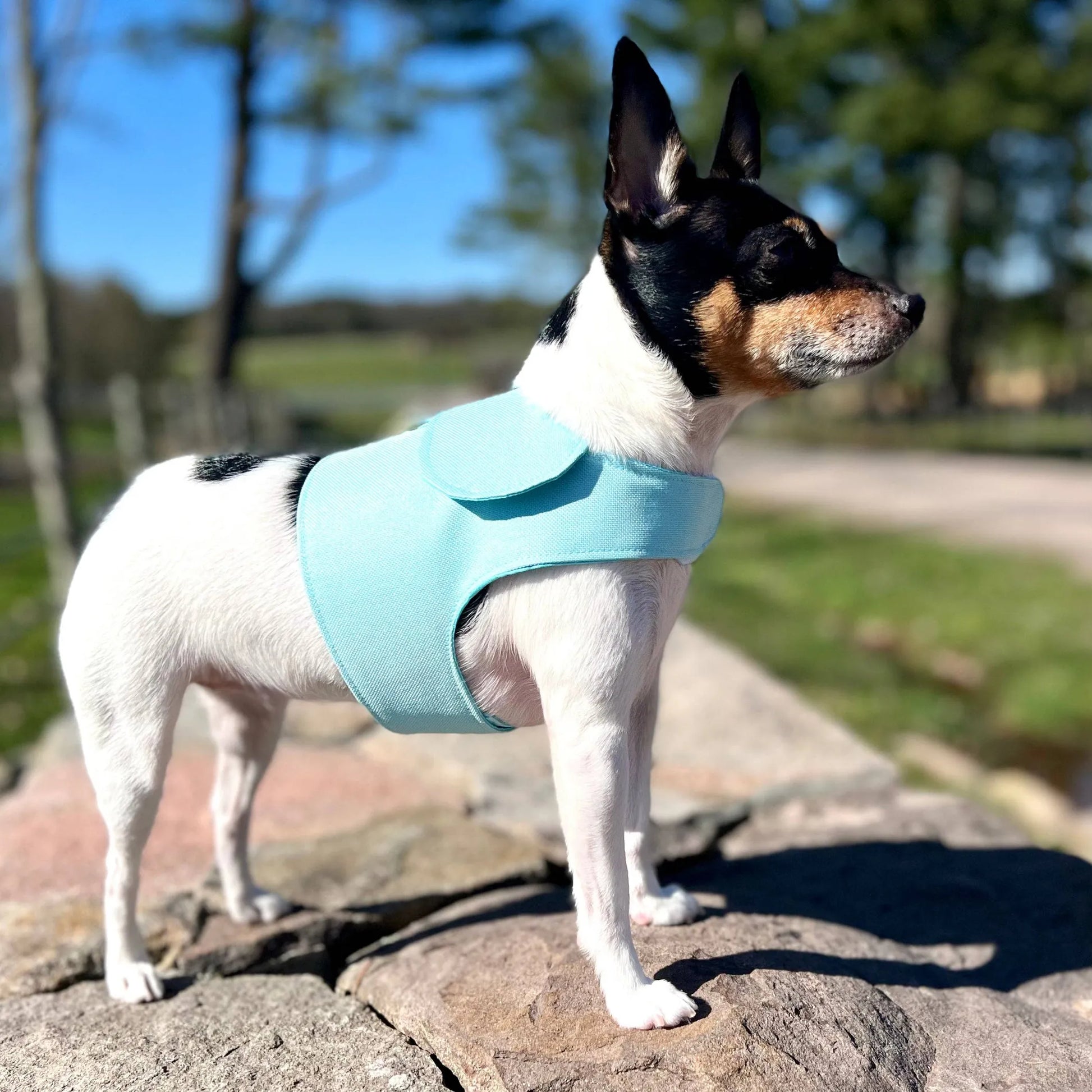 DCNY Harness Vest - Your Pet Connection