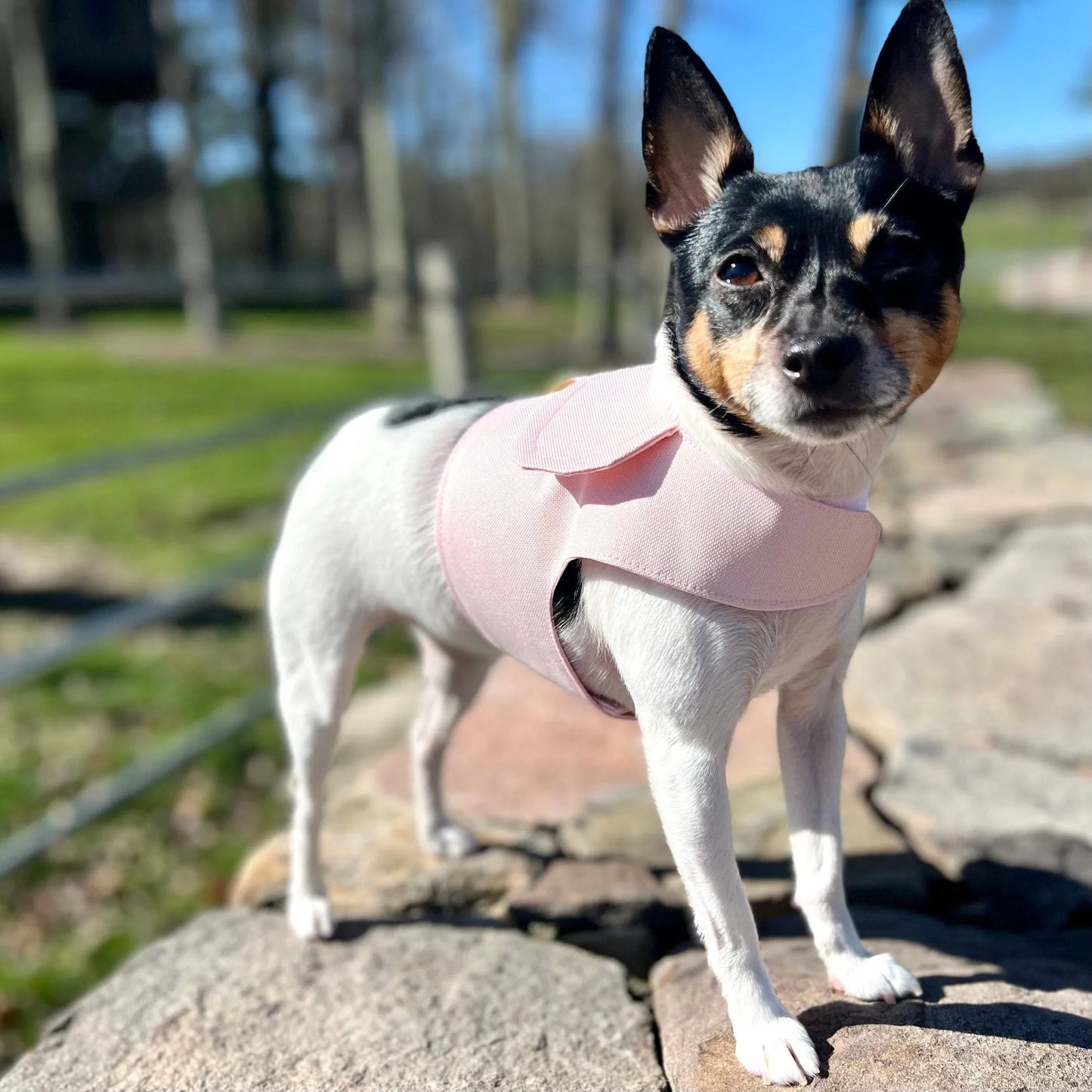 DCNY Harness Vest - Your Pet Connection