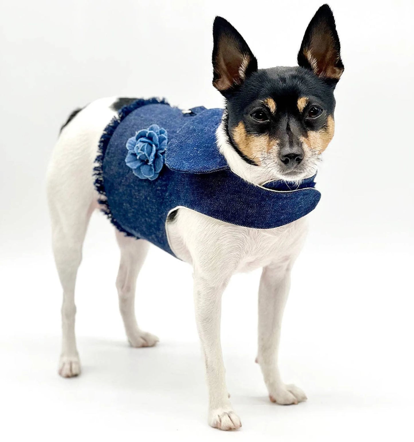 DCNY Harness Vest - Your Pet Connection