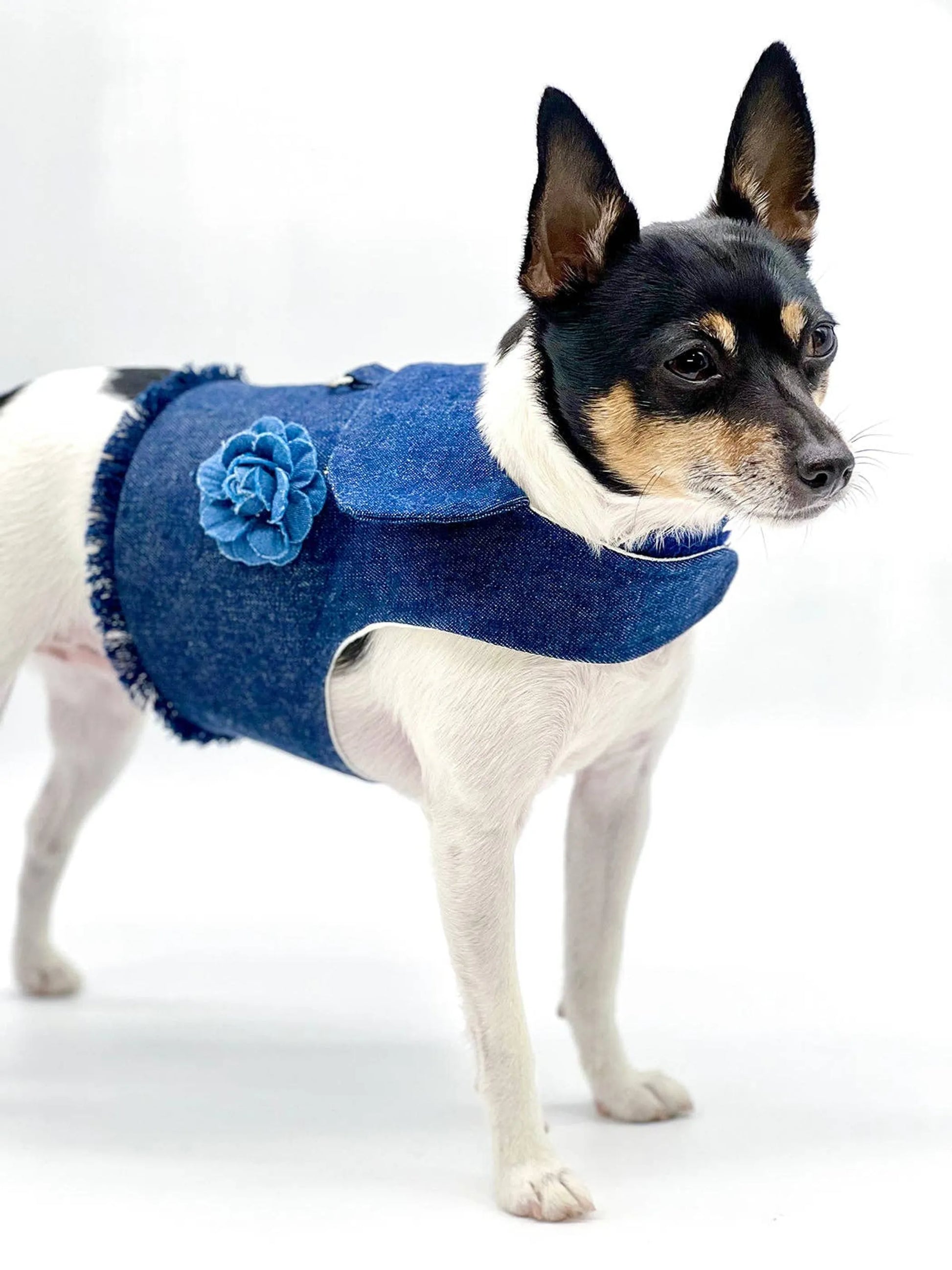 DCNY Harness Vest - Your Pet Connection