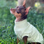 DoggieCoutureNY Comfy Spring Sweater for Dogs