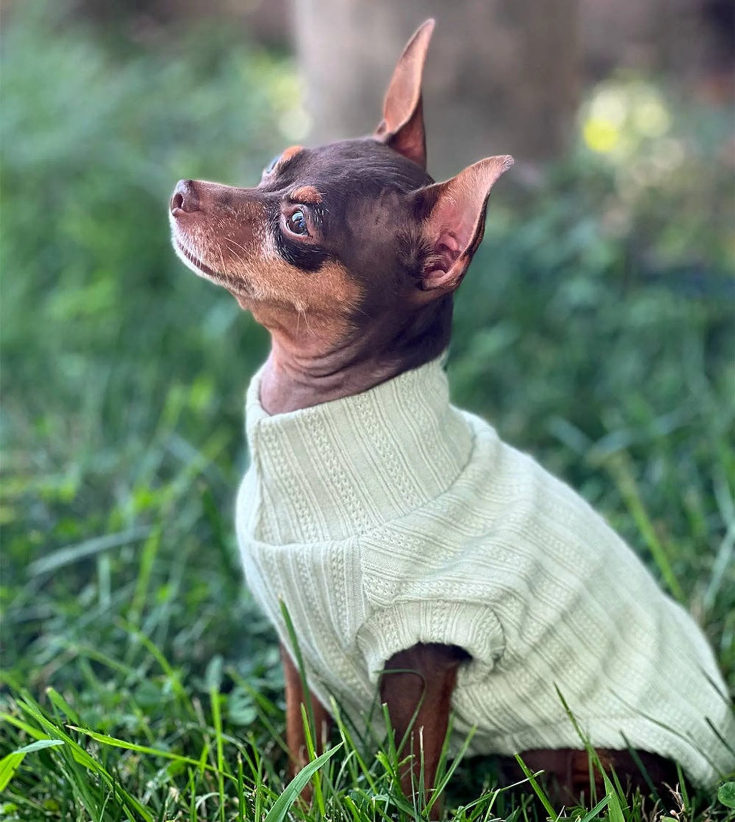 DoggieCoutureNY Comfy Spring Sweater for Dogs