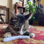 Smokey's Stash Catnip Pre Rolled Joints - Your Pet Connection