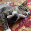 Smokey's Stash Catnip Pre Rolled Joints - Your Pet Connection