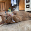 Smokey's Stash Catnip Pre Rolled Joints - Your Pet Connection