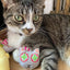 Smokey's Stash Catnip Toys and Sisal Mouse - Your Pet Connection