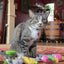 Smokey's Stash Organic Catnip Og Puss Pop Top - Your Pet Connection