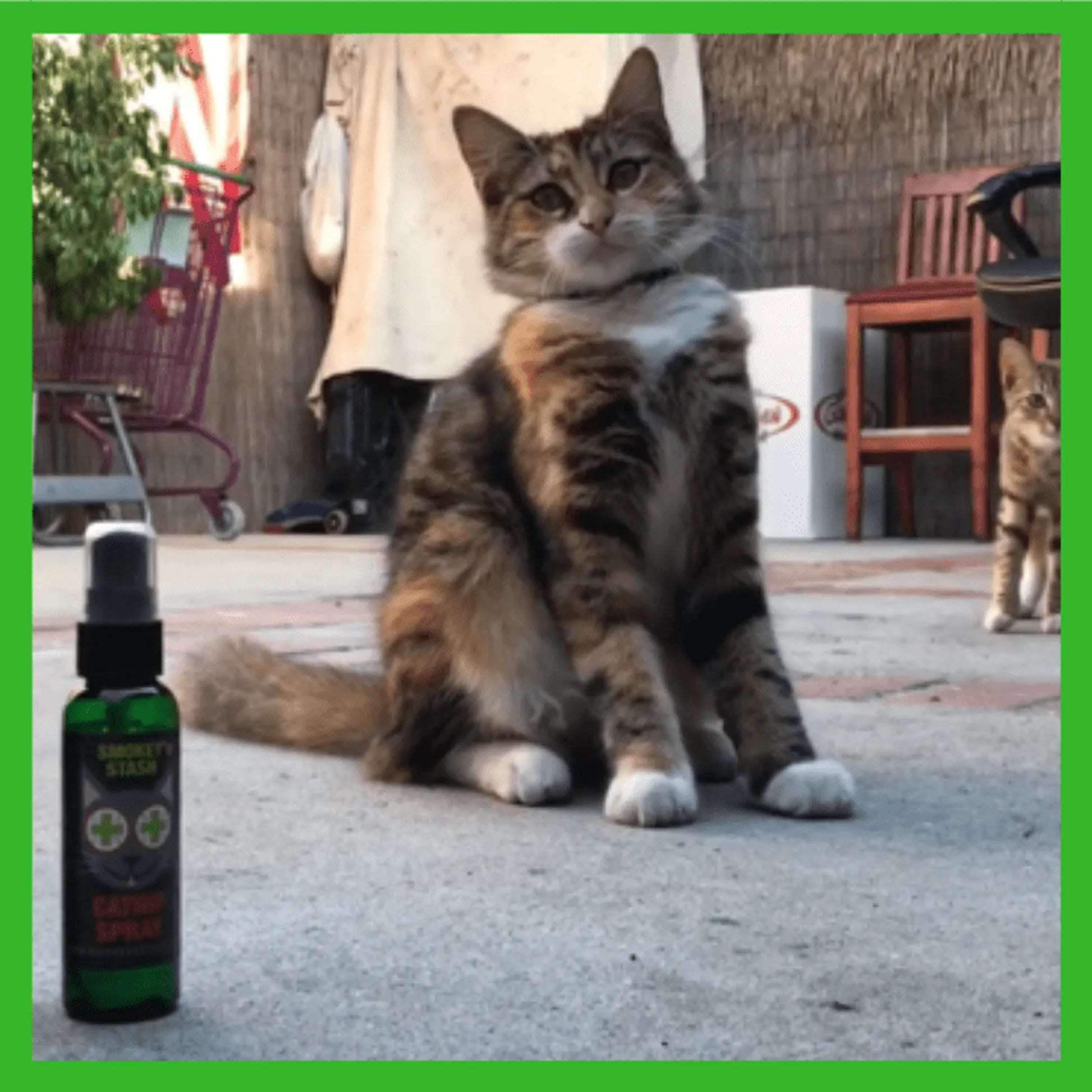 Smokey's Stash Catnip Spray Bottle - Your Pet Connection