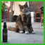 Smokey's Stash Catnip Spray 100ml