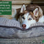ALZOO Plant-Based Calming Spray Dog - Your Pet Connection